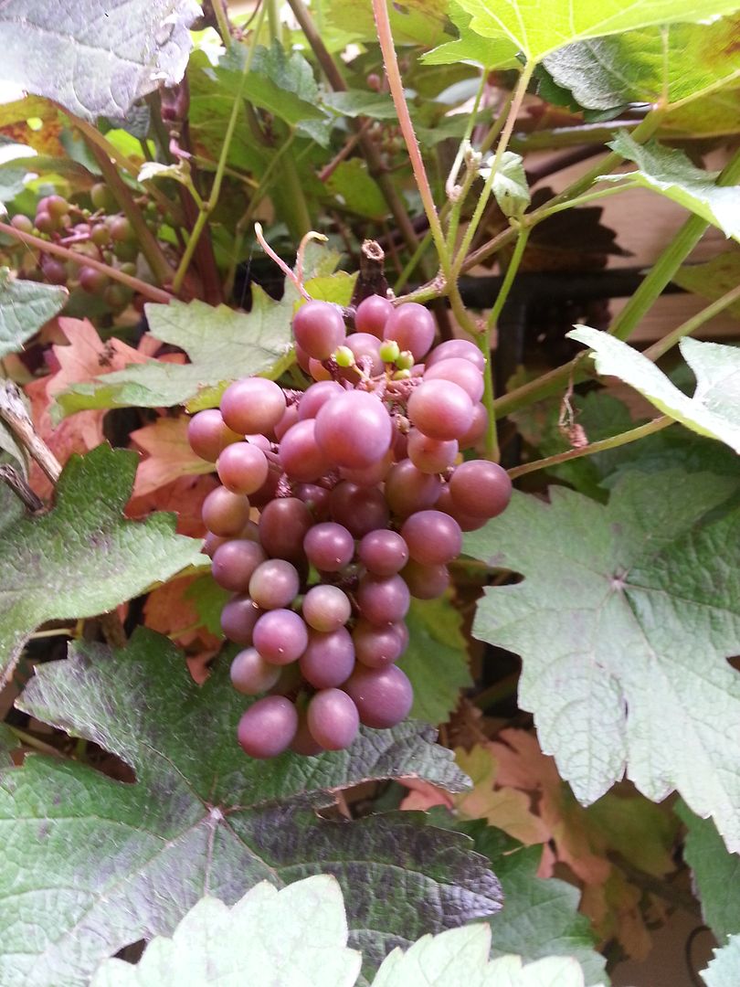  photo 20140719_113305_zpsfe4qkidh.jpg